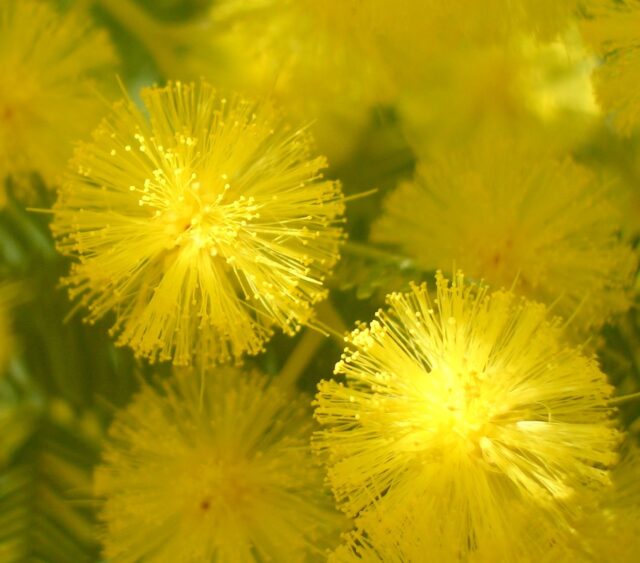 Acacia dealbata y el jardín amarillo