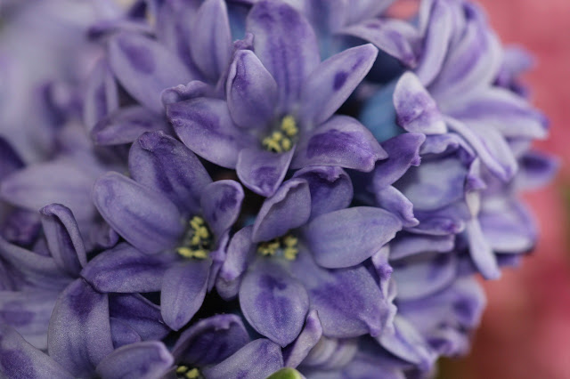 Floración en pocos minutos