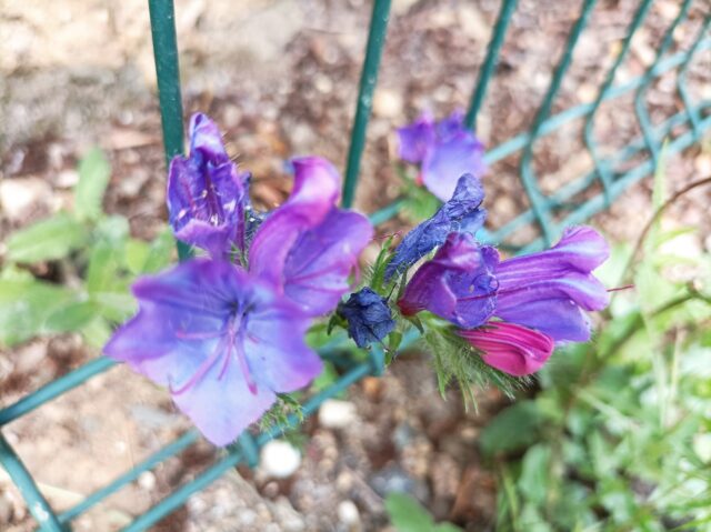 Leyendas urbanas tras ‘Echium vulgare’, la popular viborera