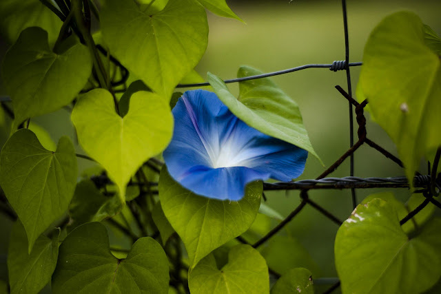 Flor de ipomoea