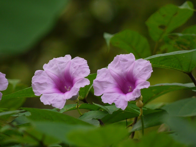 Ipomoea mauritana
