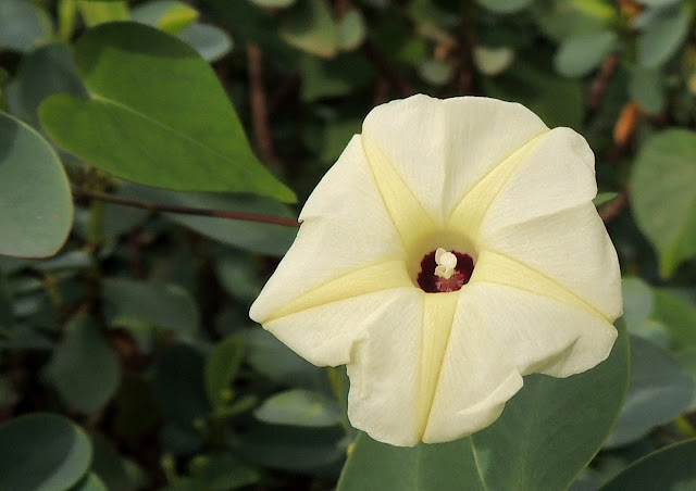 Ipomoea oscura