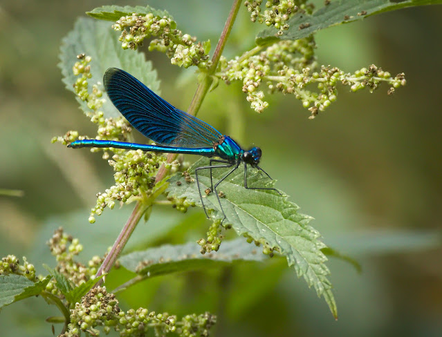 No toques estas plantas