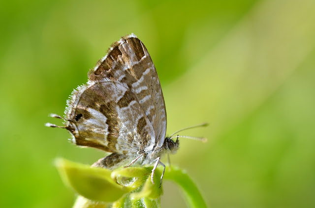 El progreso de la polilla