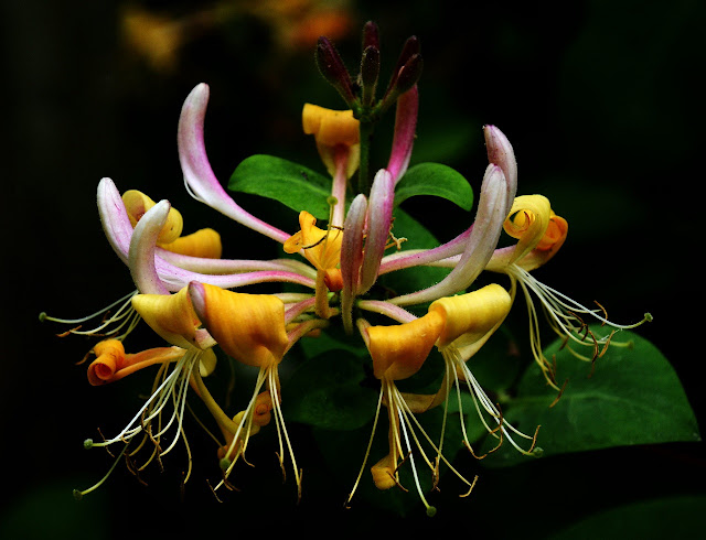 6 especies de madreselva que te van a gustar