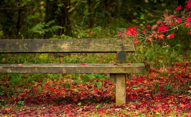 Color otoñal en el arboreto Westonbirt