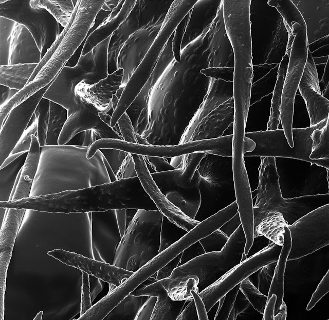 Estructura superficial de lavanda