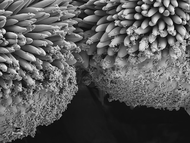 Polen adherido al pétalo