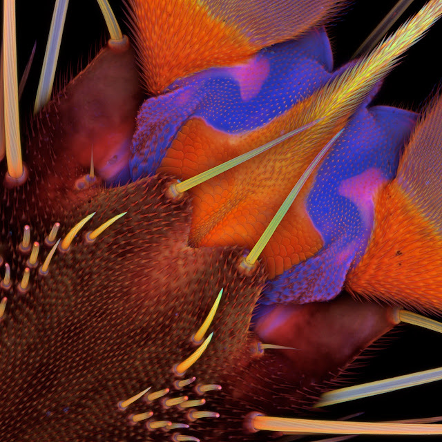 Vista ventral de la punta la pata de Eristalis tenax