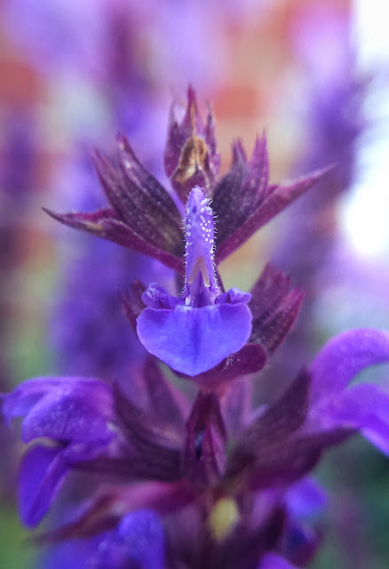 Especies y aromas de salvia