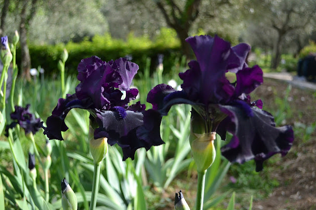 8 flores de iris que te van a gustar