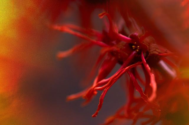 Flores y otras curiosidades de hamamelis