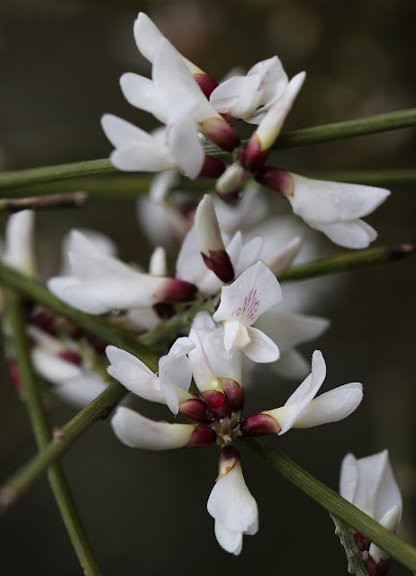 Retama y el jardín de supervivencia