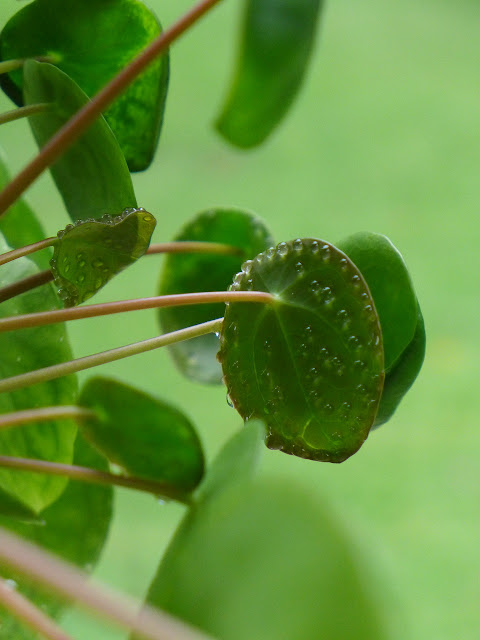 Cómo mantener plantas de interior hidratadas si te vas unos días de vacaciones