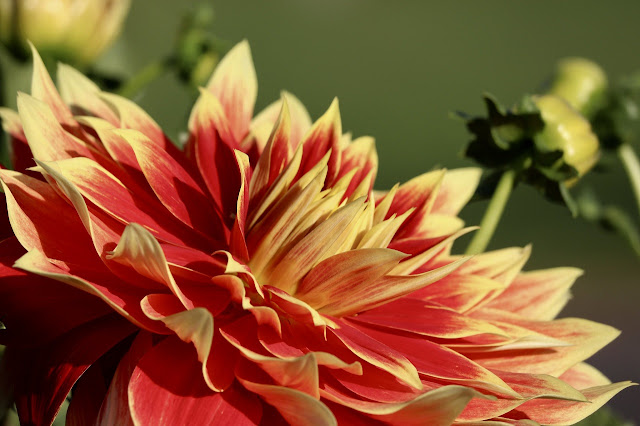 Flores y otras curiosidades de las dalias