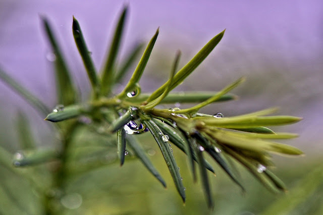 Mitología celta y tesoros vivos: La inmortalidad del tejo