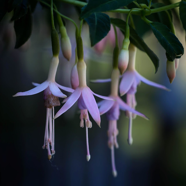 Flores y otras peculiaridades de las fucsias