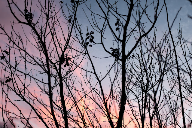 La belleza serena del invierno en el jardín