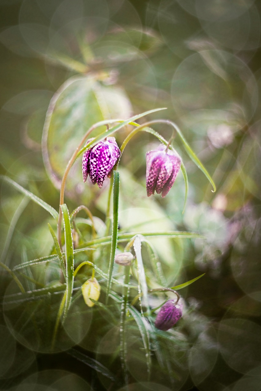 Gambito de fritillaria