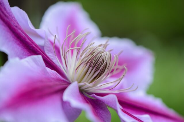 La vulnerabilidad de las clemátides