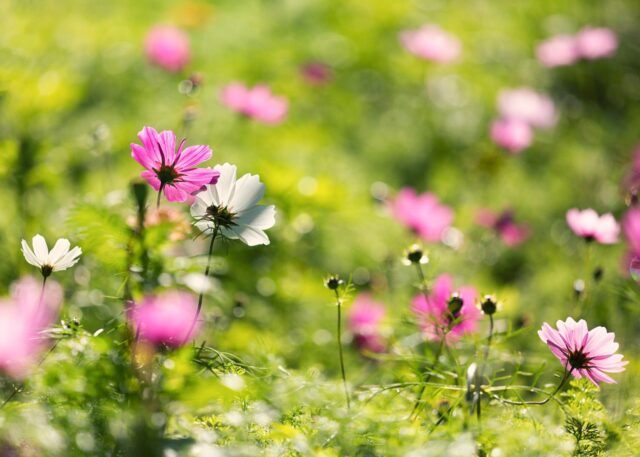 Un jardín de cosmos