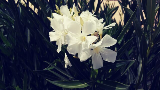 La importancia de los arbustos de jardín