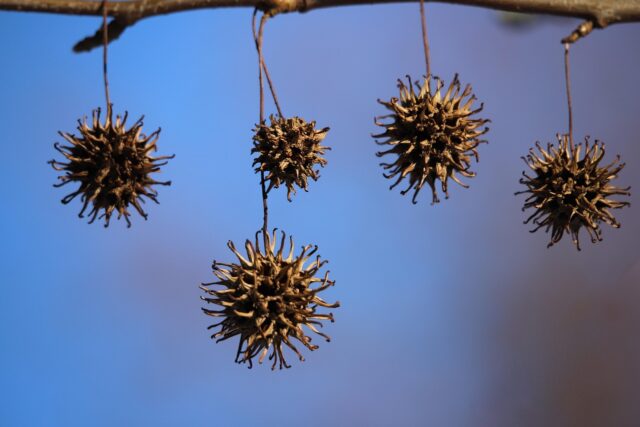 Frutos de liquidámbar