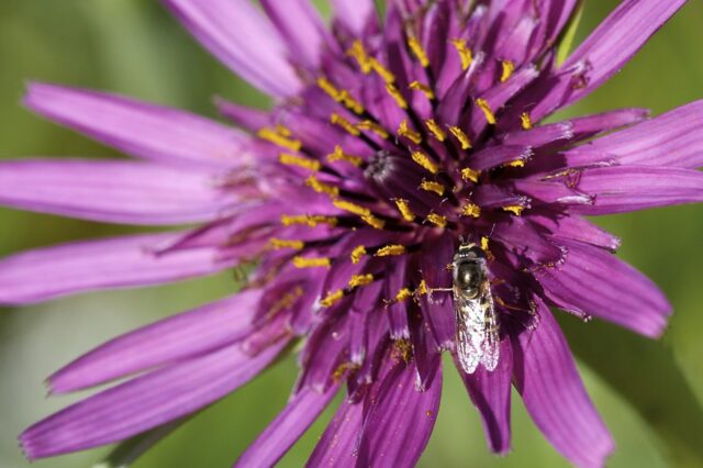 Flores extraordinarias