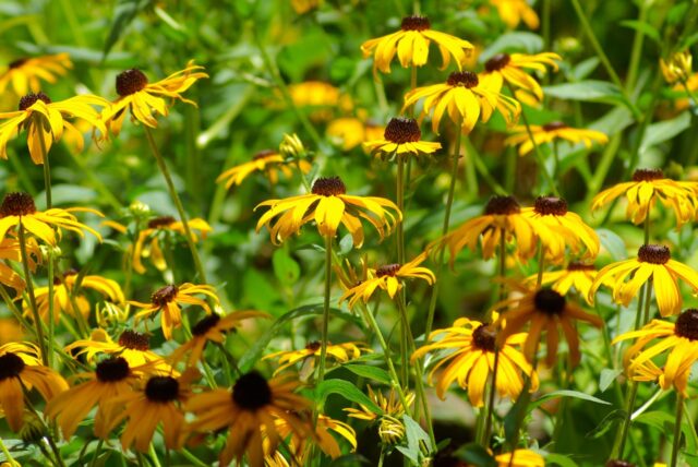 Flores y cultivares de rudbeckia