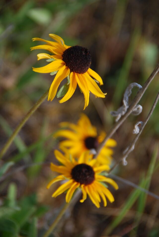 Flores de rudbeckia
