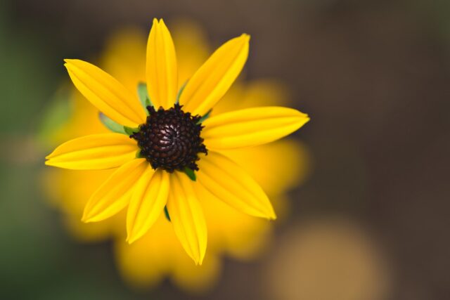 Rudbeckia hirta
