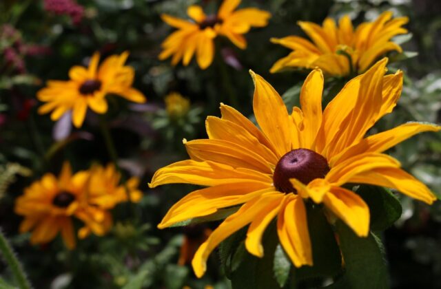 Rudbeckia hirta ‘Marmalade’