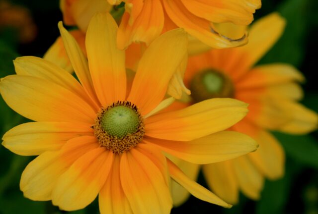 Rudbeckia hirta ‘Prairie Sun’