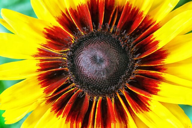 Rudbeckia hirta ‘Toto gold’