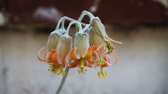 Las flores de las plantas crasas