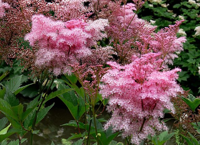 Inflorescencias difusas