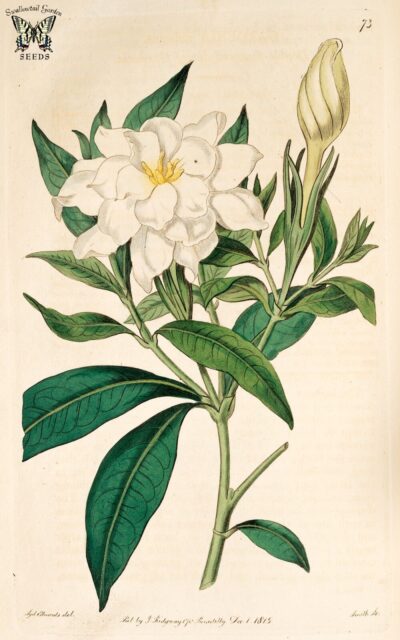 Ficha botánica de gardenia