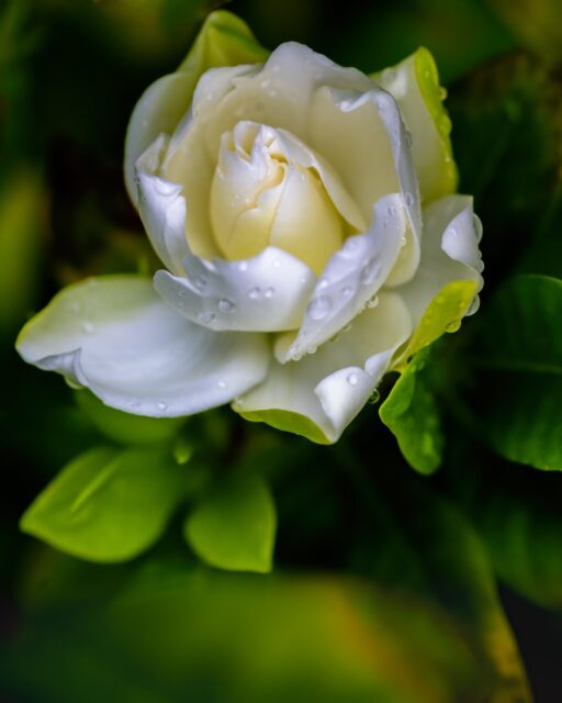 La doble flor de gardenia y su lugar en el jardín