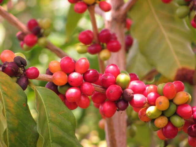 Frutos de café