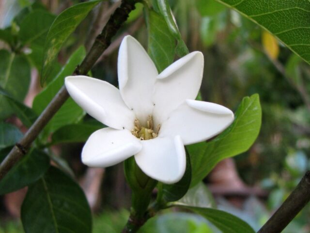 Gardenia brighamii