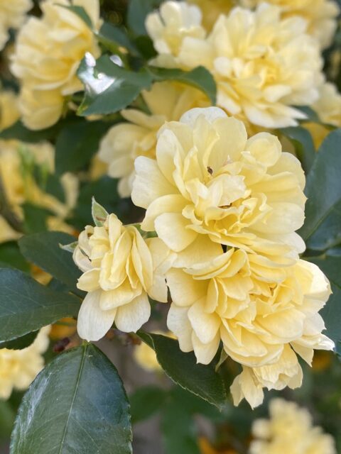 Gardenia jasminoides flor amarilla