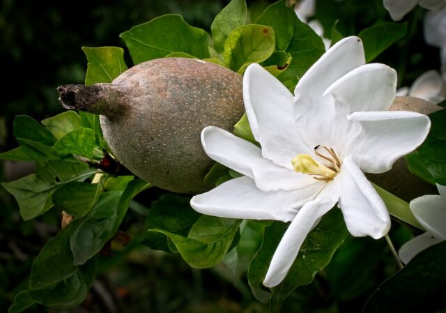 Gardenia thunbergia