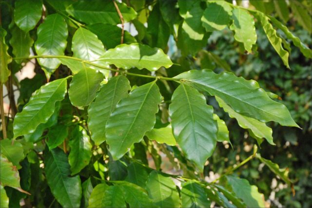 Hojas coriáceas