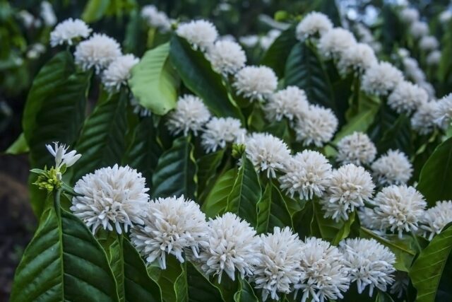 Inflorescencia de café
