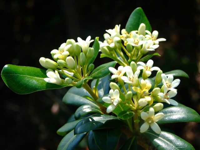 Pitosporo (Pittosporum tobira)