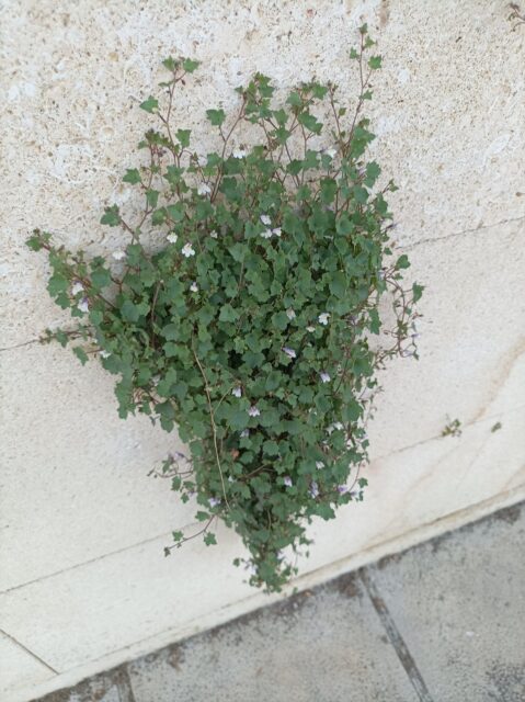 Cimbalaria creciendo sobre un muro