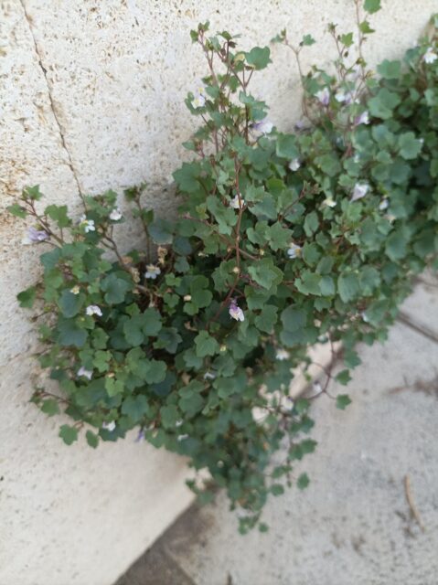 Hojas y flores de cimbalaria