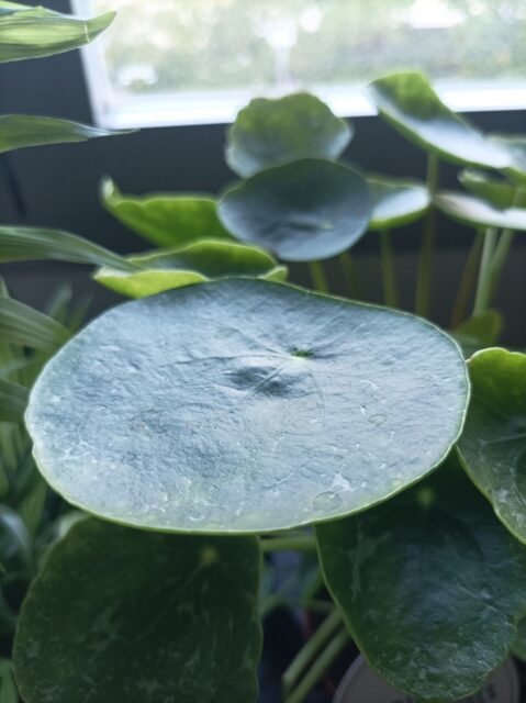 Pilea peperomioides
