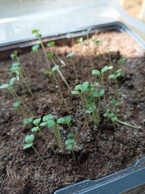 Plántulas de rúcula germinado