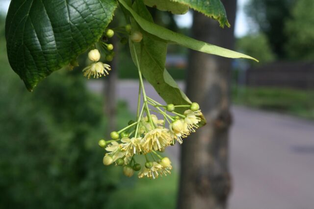 Tilia cordata